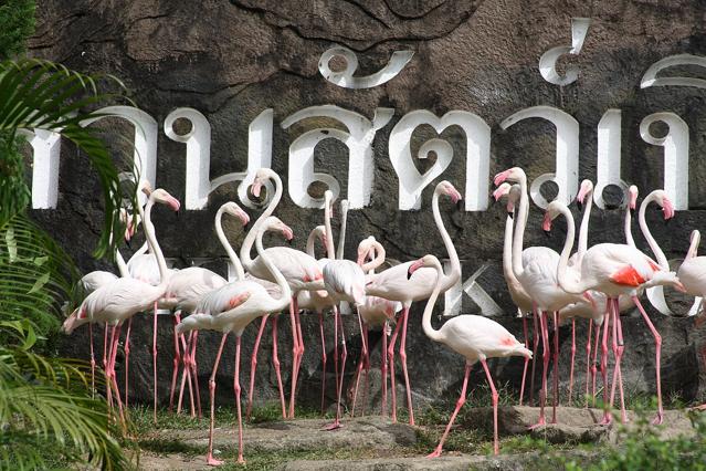 Khao Kheow Open Zoo